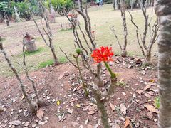 -中国科学院西双版纳热带植物园