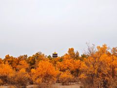 -金塔沙漠胡杨林景区