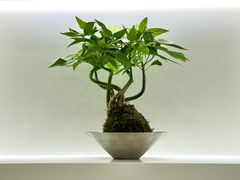 -上海第一八佰伴