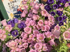 -IL paperino帕帕里诺冰激凌