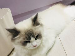 -喵的天空名猫咖啡馆·撸猫·猫舍·用品