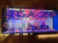 -九洲喜来登酒店湖月日餐厅