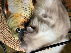 -猫猫幼稚园·撸猫·桌游·电玩