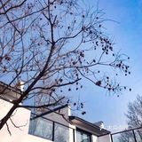 一棵树   京郊最近的江南诗意小院