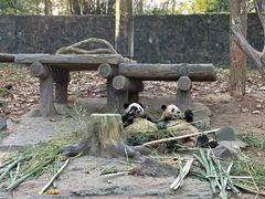 -都江堰中华大熊猫苑