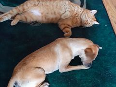 -瑞派福兴宠物医院犬猫全科·骨科·中西医结合(河东店)