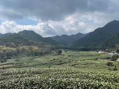 -龙坞茶村