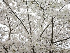 -南汇桃花村