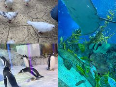 -芜湖新华联大白鲸海洋公园