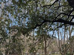 -墨尔本皇家植物园