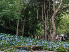 -上海共青森林公园