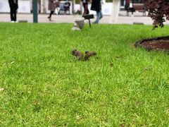 -西湖外事游船(湖滨二公园外事游船码头)