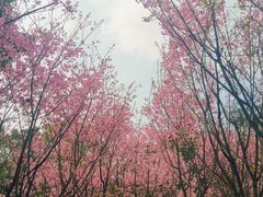 -南山植物园