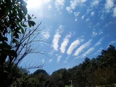 -大宁郁金香公园-停车场