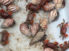 -青石桥花鸟鱼虫市场(叠翠城店)