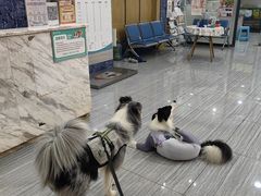-瑞派名望志远动物医院·猫科·內科·异宠专科(直港大道店)