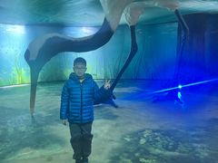 -盐城丹顶鹤湿地生态旅游区