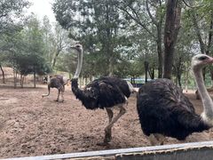 -青藏高原野生动物园