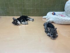 -帕帕拉兹宠物(亚洲旗舰店)