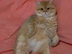 -糯米喵星人总部直营旗舰店·猫舍·幼猫出售