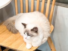 -楼上猫咖(罗湖店)