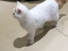 -藏猫猫咖啡主题馆(中央大道店)