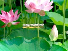 -荷塘月色湿地公园·向阳花洲