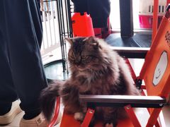 -平行世界·猫咖(首经贸店)