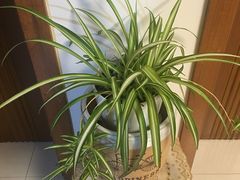-双季花艺园艺市场(浦东店)