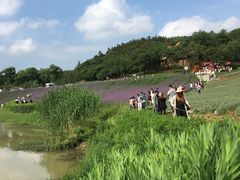 -大塘金香草谷