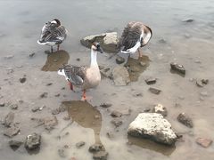 -海珠湖公园