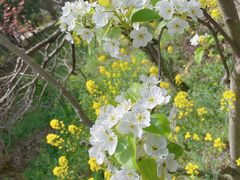 -南汇桃花村