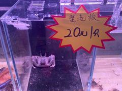 -中环花鸟鱼虫市场
