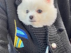 -安安宠医·安宠宠物医院