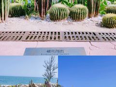 -广东惠东海龟国家级自然保护区
