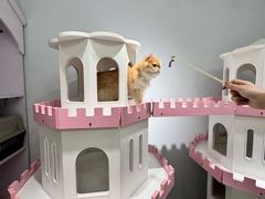 -青奢宠物·青奢猫舍