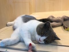 -momokira米努特·德文卷毛猫·棉花面纱犬