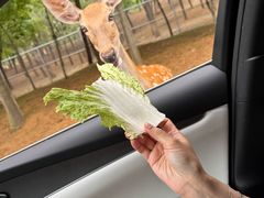 -秦皇岛野生动物园