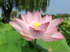 -荷花大观园