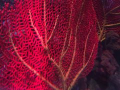 -迪拜水族馆及水下动物园