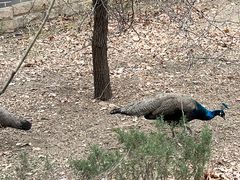 -北京麋鹿生态实验中心