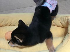-逗柴咖啡屋·狗咖猫咖宠物桌游