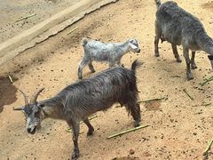 -深圳野生动物园