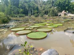 -中国科学院西双版纳热带植物园