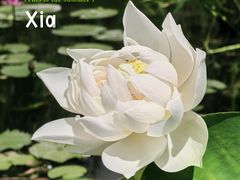 -朝阳公园