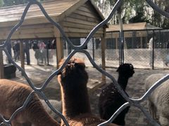 -长白岛森林公园