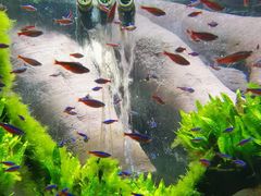 -迪拜水族馆及水下动物园
