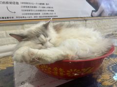 -平行世界·猫咖(首经贸店)