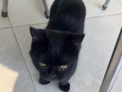 -怪兽屋·羊驼·猫咖·狗咖(俊华广场店)