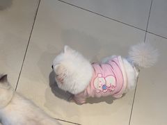 -怪兽屋·羊驼·猫咖·狗咖(俊华广场店)